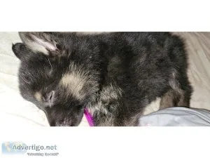 German Shepard puppies for sale