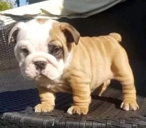 AKC 5 English Bulldog puppies ready for sale text via 626-655-12