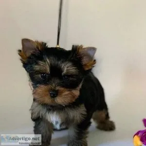 yorkie pups male and famale for sale text via 626-655-1287