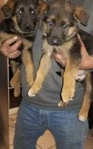 German Shepherd puppies200