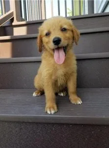 Max Specials Golden retriever puppies are searching for they 5st