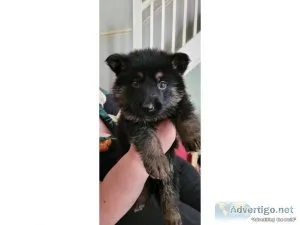 Guard German Shepard puppies for sale