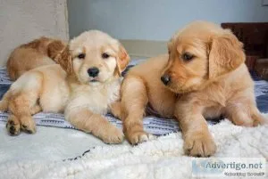 Molly Specials Golden retriever puppies are searching for they 5