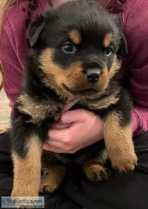 Rottweiler Puppies for sale