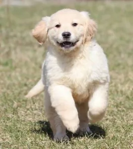 Golden Retriever puppies for sale
