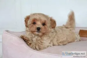 AKC  Maltipoo pupS boy and girl text via 626-655-1287