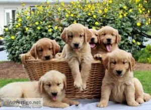 Winnie Specials Golden retriever puppies are searching for they 