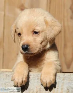 Labrador Retriever puppies for sale