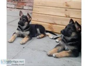 Reg German Shepard puppies for sale