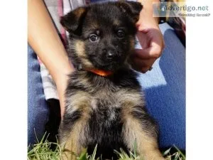 Healthy German Shepard puppies for sale