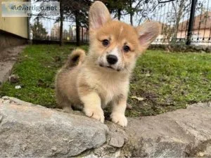 Bella Cute Corgi puppies for sale