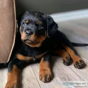 They are 11 weeks oldRottweiler text via 626-655-1287