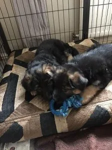 German Shepherd Puppies