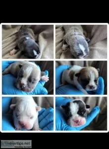 French bulldog puppies