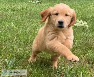 Nala Specials Golden retriever puppies are searching for they 5s
