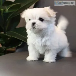 Ready Maltese Teacup Boy And Girl text via 626-655-1287