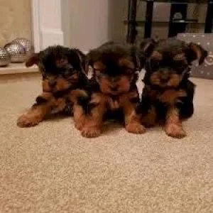 Adorable Teacup Yorkie puppies Available For Lovely Homes