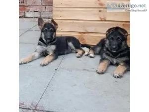 Lovely German Shepard puppies for sale