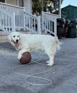English Cream Golden Retriever Puppies (Now Taking Deposits on u
