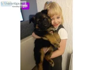 Strong German Shepard puppies for sale