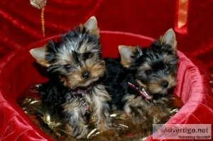 Super Cute and Gorgeous Yorkie puppies for sale