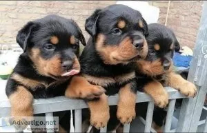 11 weeks oldRottweiler for sale text via 626-655-1287