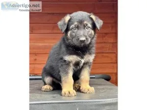 lovable German Shepard puppies for sale