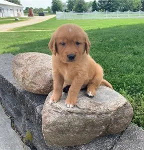 Gracie Specials Golden retriever puppies are searching for they 
