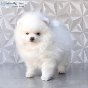 Lovely and Gorgeous tiny pomeranian  text via 626-655-1287