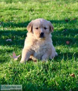 Golden Retriever puppies for sale