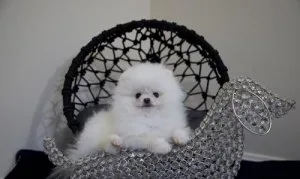 Pomeranian puppies ready to go