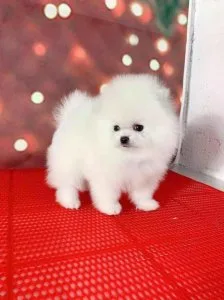 Adorable Pomeranian puppies