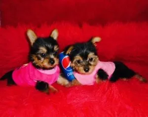 11 Weeks Old Yorkie Puppies Boy And Girl