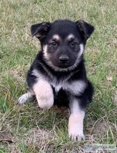 German Shepherd Dog puppies for sale