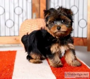 Registered Yorkshire Puppies For Re-Homing
