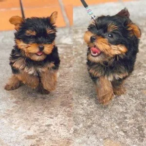 Female Yorkie Puppies