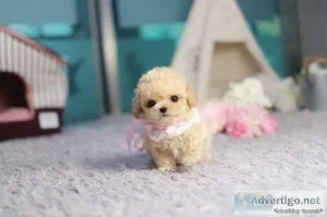 Adorable AKC Maltipoo puppies boy and girl text via 626-655-1287