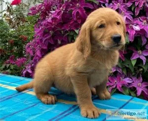 Tucker Specials Golden retriever puppies are searching for they 