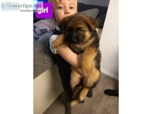 Well Trained German Shepard puppies for sale