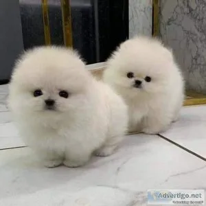 AKC REG tiny pomeranian for sale now text via 626-655-1287