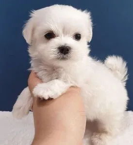 AKC REG Maltese Teacup Boy And Girl text via 626-655-1287