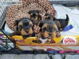 Cute yorkie puppies for home