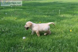 Labrador Retriever puppies for sale