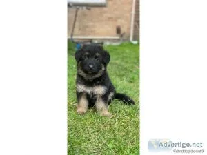 AKC German Shepard puppies for sale