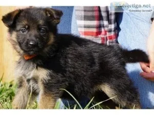 Classic German Shepard puppies for sale