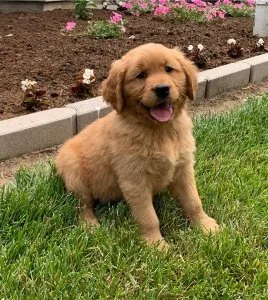Lucy Specials Golden retriever puppies are searching for they 5s