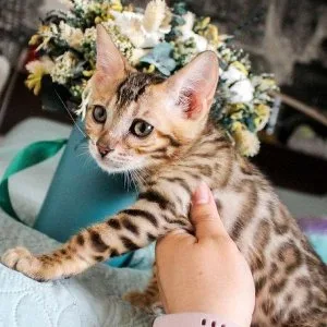 Bengal kittens Males and females papers on hand