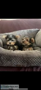 Adorable Yorkie Puppies
