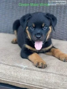 Rottweiler Puppies for sale