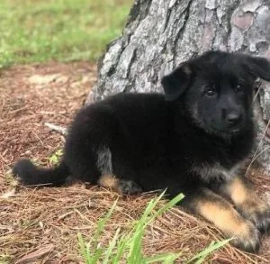 Elegant German Shepherd Puppies Ready Now